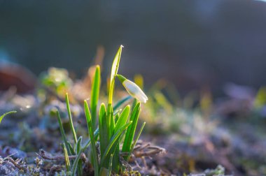 Mevsim bahçemde kar damlası çiçeği