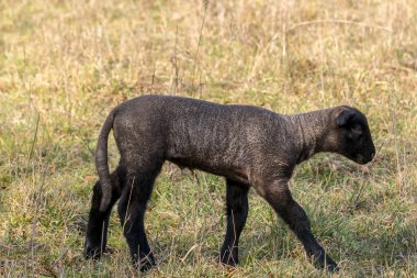 Genç doğmuş siyah kuzu dünyayı keşfediyor.