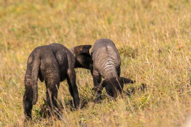 Genç doğmuş siyah kuzu dünyayı keşfediyor.