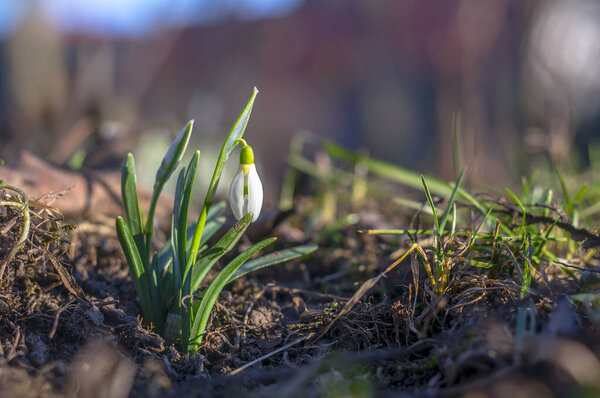 snow drop flower in my season garden