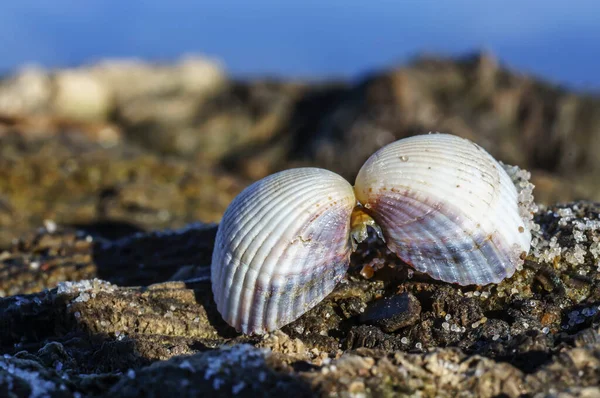 バルト海の海岸で2つの貝殻の半分が一緒に保持されます — ストック写真