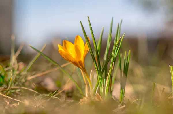 Gul Blå Krokus Vår Säsong Trädgård — Stockfoto