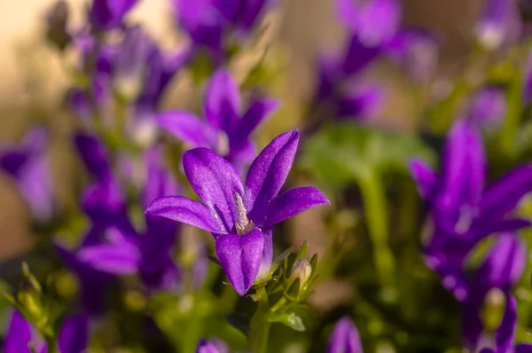 Roxo Violeta Páscoa Flor Primavera Flor Meu Jardim — Fotografia de Stock