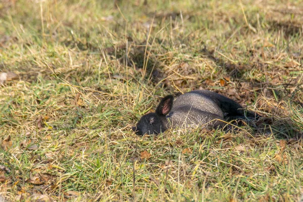 Young New Born Black Lamb Explores World — Stock Photo, Image