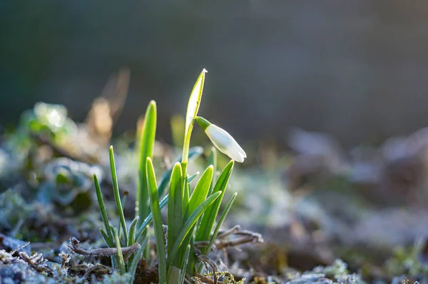 Fiore Goccia Neve Nel Mio Giardino Stagione — Foto Stock