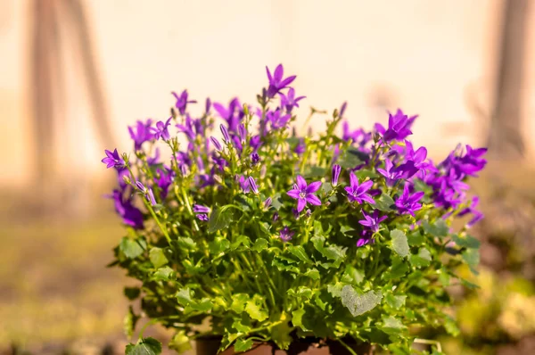 Violet Violet Fleur Pâques Printemps Fleur Dans Mon Jardin — Photo