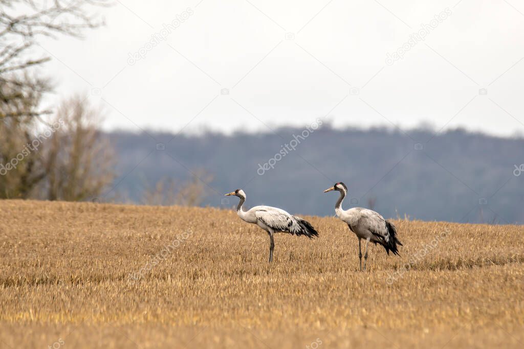 eurasian cranes land on a harvested korn field
