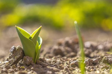 Paskalya bahçesinde çiçek açan yeşil bahar çiçekleri