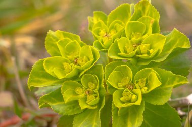 Paskalya bahçesinde çiçek açan yeşil bahar çiçekleri
