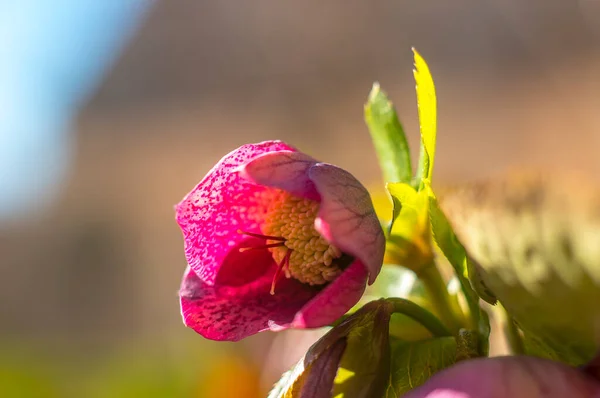 Fleur Fraîche Printemps Pâques Fleurir Dans Mon Jardin Saison — Photo