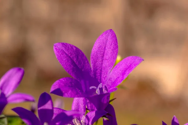 Roxo Violeta Páscoa Flor Primavera Flor Meu Jardim — Fotografia de Stock