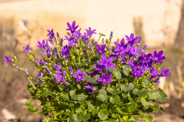 Púrpura Violeta Flor Pascua Flor Primavera Jardín — Foto de Stock