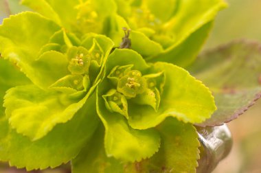 Paskalya bahçesinde çiçek açan yeşil bahar çiçekleri