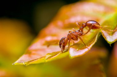 Çayırdaki bir bitkinin üzerindeki küçük karınca böceği.