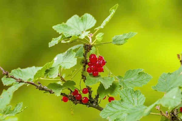 Red Berry Ribs Currant Bush Garden Season — Stock Photo, Image