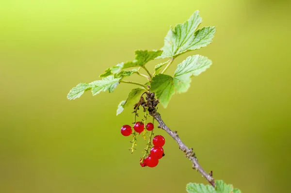Bahçe Mevsiminde Üzümlü Üzümlü Pirzola — Stok fotoğraf