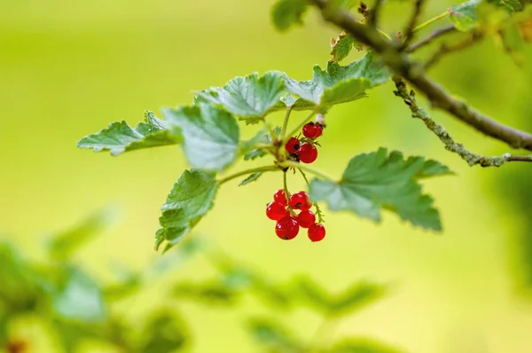 Red Berry Ribs Currant Bush Garden Season — Stock Photo, Image