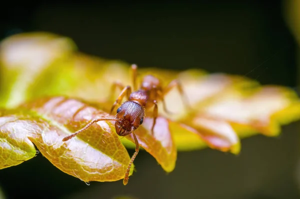 Çayırdaki Bir Bitkinin Üzerindeki Küçük Karınca Böceği — Stok fotoğraf