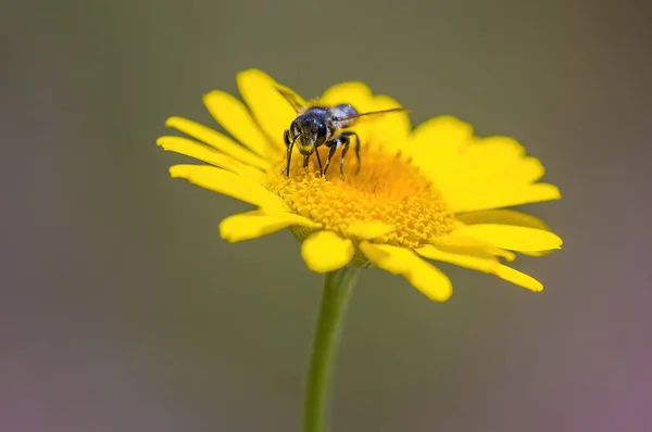草地上植物上的小蜜蜂昆虫 — 图库照片
