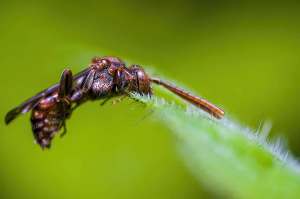 Liten Insekt Växt Ängarna — Stockfoto