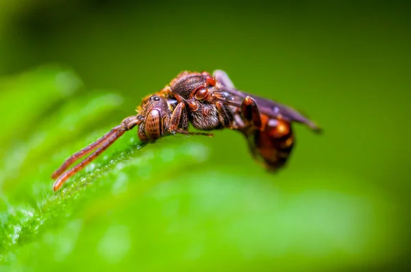 Kleines Bieneninsekt Auf Einer Pflanze Auf Der Wiese — Stockfoto