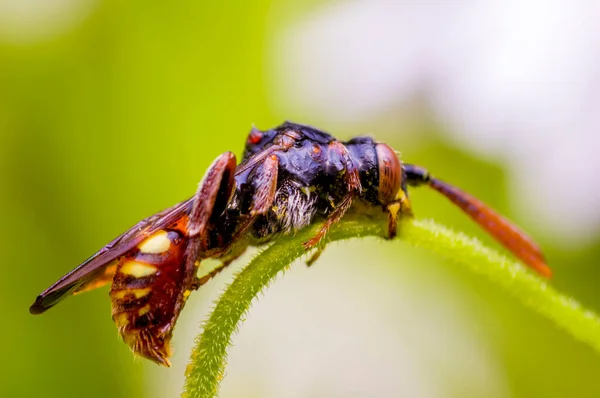 Kleines Bieneninsekt Auf Einer Pflanze Auf Der Wiese — Stockfoto