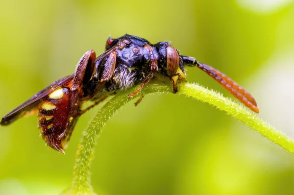 Kleines Bieneninsekt Auf Einer Pflanze Auf Der Wiese — Stockfoto