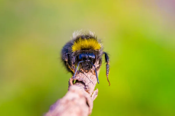 Маленькое Пчелиное Насекомое Лугу — стоковое фото