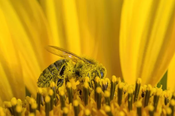Жовтий Квітучий Соняшник Полі — стокове фото