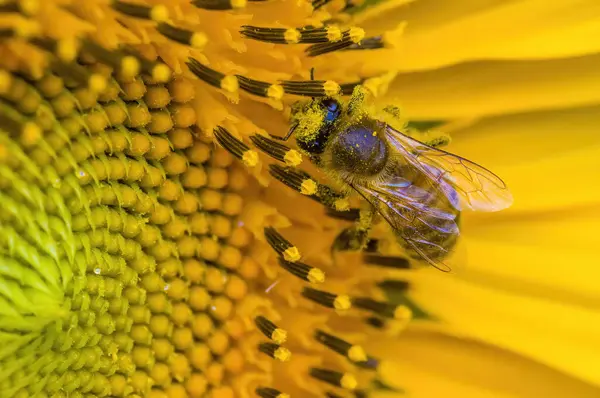 Girasol Amarillo Flor Campo — Foto de Stock