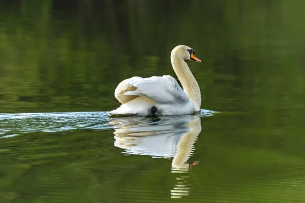 Magnífico Cisne Macho Lago Proteção Natureza — Fotografia de Stock