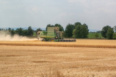 Hasatçı mısır tarlasını hasat ediyor.