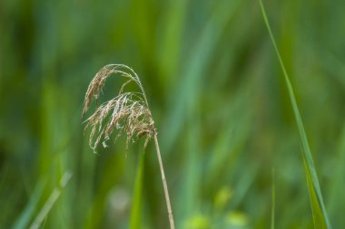 Yeşil yaz çayırlarında otlar