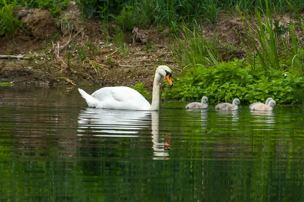 Familia Los Cisnes Lago Reserva Natural — Foto de Stock