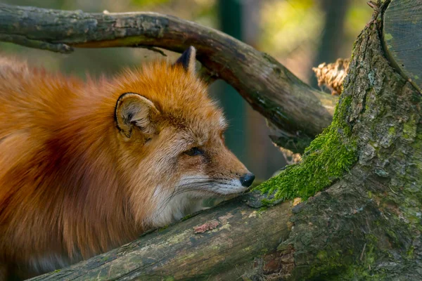 Chasse Renard Roux Été — Photo