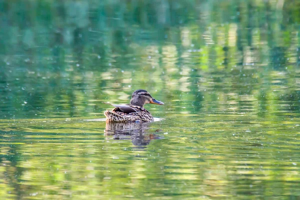 大自然池塘里的野鸭女 — 图库照片