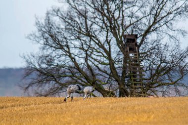 Avrasya turnaları hasat edilmiş bir korn tarlasına indiler
