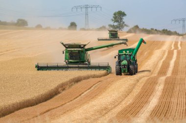 Hasatçı mısır tarlasını hasat ediyor.
