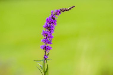 Mevsim bahçemde mor renkli yumuşak bir çiçek.