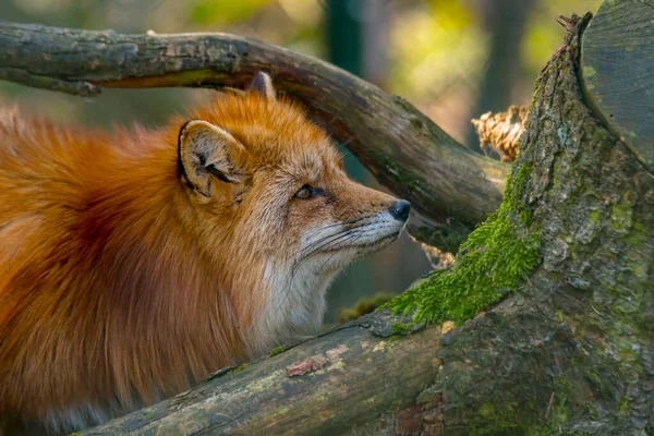 Stagione Caccia Alla Volpe Rossa Luce Estiva — Foto Stock