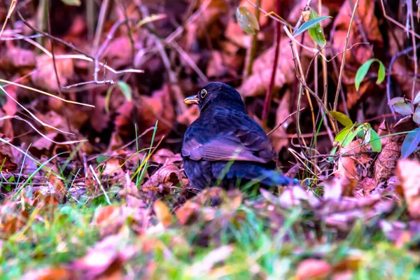ブラックバードは秋の葉で食べ物を探しています — ストック写真