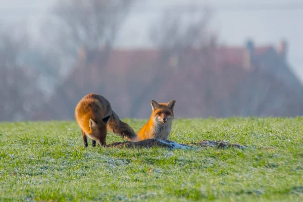 キツネの洞窟にいる若いキツネのカップル — ストック写真