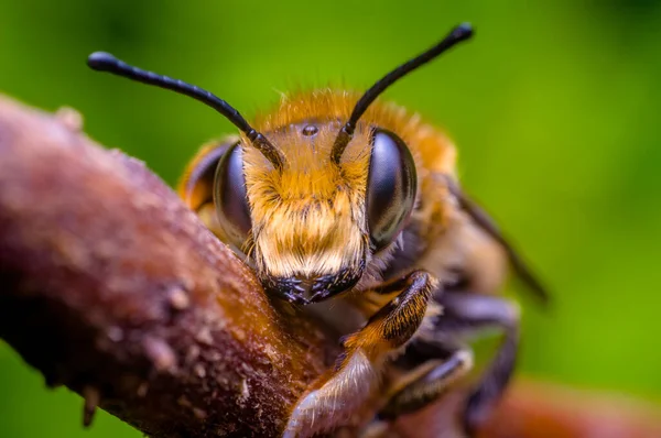 Little Bee Insect Plant Meadows — Stock Photo, Image