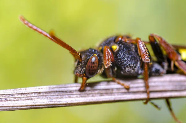 Petit Insecte Abeille Sur Une Plante Dans Les Prairies — Photo