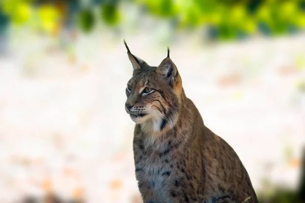 Wild Lynx Hiding Forests — Stock Photo, Image