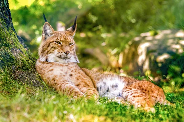 Wild Lynx Hiding Forests — Stock Photo, Image