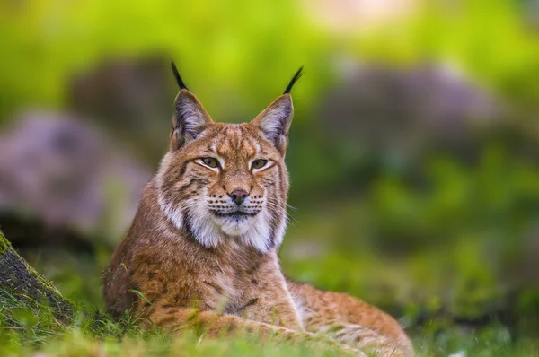 Lynx Sauvage Cache Dans Les Forêts — Photo