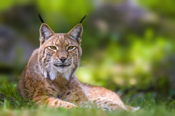 Wild Lynx Hiding Forests — Stock Photo, Image