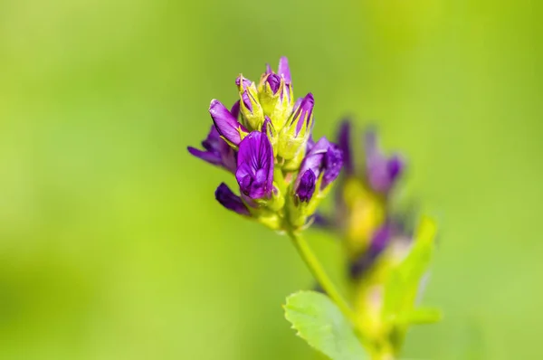 Une Fleur Douce Avec Couleur Pourpre Dans Mon Jardin Saison — Photo