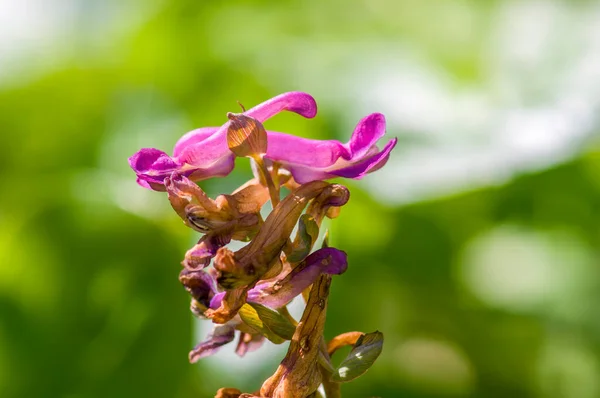 Soft Bloom Pink Color Season Garden — Stock Photo, Image